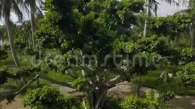 热带棕榈空中景色中的城市公园中的高大树木。 从绿色城市的高树冠和树枝上的无人视野