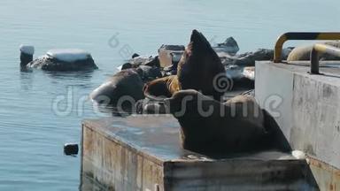 海狮躺在堪察加的海狮仓库里