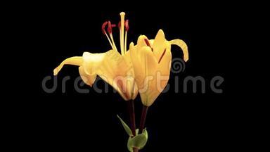 在黑色<strong>背景</strong>下分离出一朵黄色百合花，从花蕾到半开放<strong>的</strong>时间间隔视频，4k段
