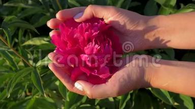 特写女人的手握在<strong>手心</strong>，慈爱地抚摸着手指的红花