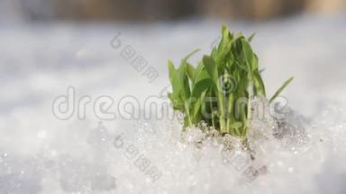 在阳光明媚的晴朗日子里，绿芽<strong>冲破</strong>了雪。 春季概念。