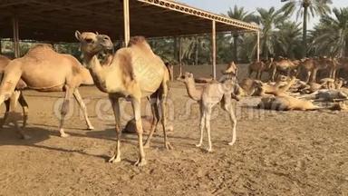 一只<strong>小骆驼</strong>喝妈妈`牛奶。 巴林的<strong>骆驼</strong>农场。