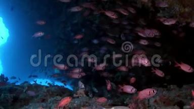 马尔代夫海底的石斑鱼、红鱼、海鲈、大眼睛。