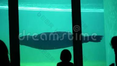 在水族馆，动物园里，一只大毛海豹游泳，海象。 一场海狮表演。 看皮毛的观众的轮廓