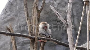狒狒猴坐在树枝上，<strong>默默</strong>地挠着腿。 户外，夏日
