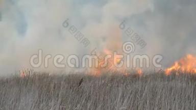 火焰燃烧干草和灌木。 森林草原发生火灾，自然灾害以火灾的形式出现