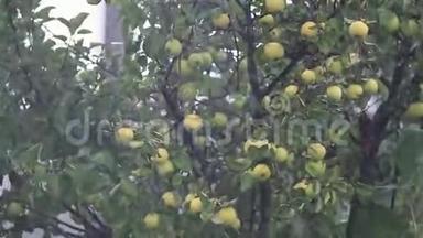 在细雨中，微风吹拂着树枝上的美味苹果。 浅埋的场地