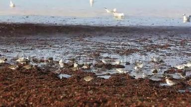 布列塔尼海岸上的海鸟-慢动作
