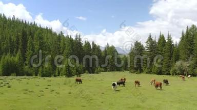 春天空中风景如画的高山景观，牧场上有奶牛美丽的景色.
