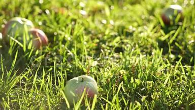 红绿苹果在草地上滚动