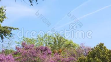 尼斯植物园，有紫色花朵的神奇树的全景，大自然