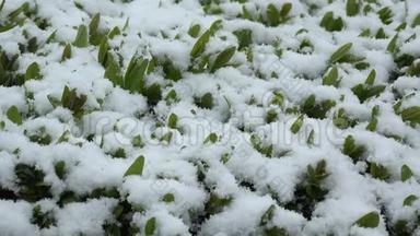 绿色的植物覆盖着白雪，下雪与否，晚冬会逢早春，自然灾害