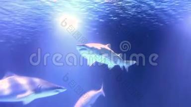 鲨鱼漂浮在水面上。 鲨鱼在浅水中寻找食物。 水中的彩色故障