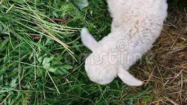 小白羊吃得很近的草