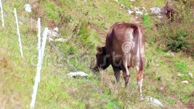 牛群，在绿山上放牧的棕色奶牛，<strong>风天</strong>