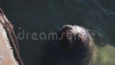 聪明的<strong>海狮</strong>在堪察加地区冰冷的太平洋冷水中游泳