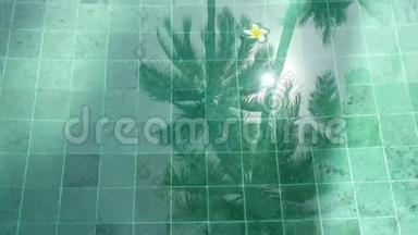 花白梅花在池水中漂浮棕榈树在夏日晴天的池水中影响热带