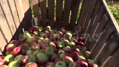 果园采摘后装满苹果水果的纸箱。 手持的。 4K