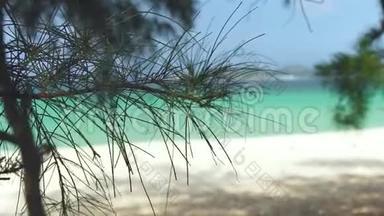 松枝上绿松石海背景.. <strong>蔚蓝</strong>的<strong>大海</strong>和平静的海滩。 天堂海滩放松和休息的地方。