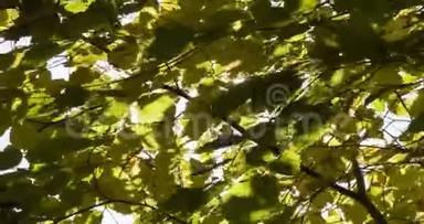 秋季，4k，4096p，25fps，用<strong>延时视频</strong>记录太阳和光在树叶后面的运动