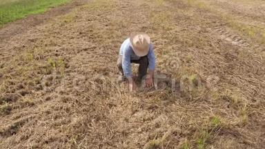 农夫在田间地头上捡稻草，检查收割机后的产量损失