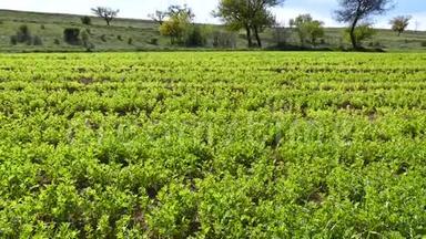 青扁豆种植园，大田栽培的扁豆植物，扁豆栽培，青扁豆田景观视频，