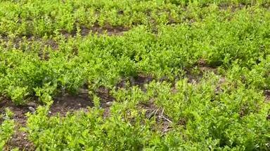 青扁豆种植园，田间栽培的扁豆植物，