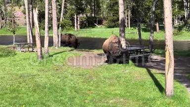 黄石国家公园的公牛野牛