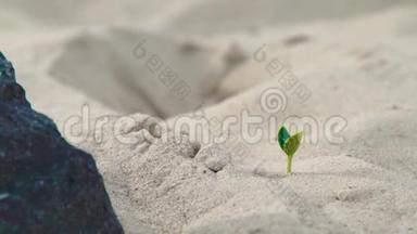阳光下从沙中生长的<strong>绿色植物</strong>的新芽。 关闭幼芽<strong>绿色植物</strong>。