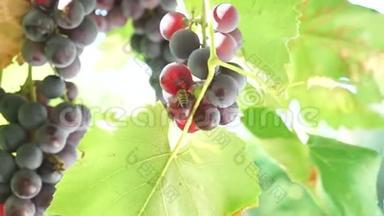 一串串被太阳照亮的葡萄。 大葡萄。 绿色葡萄。 紫色葡萄。 农业和酿酒。