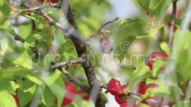 关闭日本灌木樱花果后鸟网，羽毛上的水果意味着一只鸟<strong>被困</strong>在以前，4k镜头
