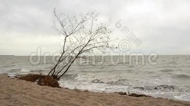 暴风雨过后海滩上的树