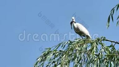 白色的白鹭坐在柳树的顶端，有蓝天的背景，吞下一条大鱼，大白鹭降落在树