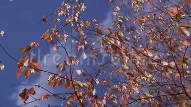 金色、黄色和橙色的叶子在风中吹过蓝色，多云的天空，秋天的背景。 在树叶中摇摆