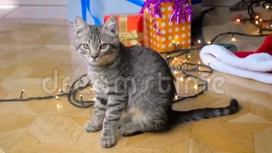 客厅里坐在圣诞树下的可爱小猫的慢镜头