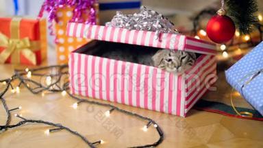 <strong>可爱</strong>的灰色小猫走出圣诞<strong>礼盒</strong>的特写镜头