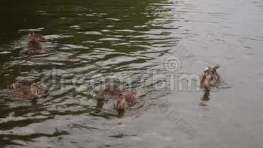 鸭子在池塘上，鸭子在水里游泳。 鸭子吃面包，游泳，追逐食物。 慢动作，全高清，180fps..