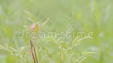 草地花瓣背景上精致粉色花朵的特写.. 库存录像。 一朵精致的粉红色小花
