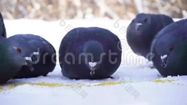 鸽子连续吃。 特写美丽的鸽子啄谷散落在雪地里。 在寒冷的公园里喂鸽子
