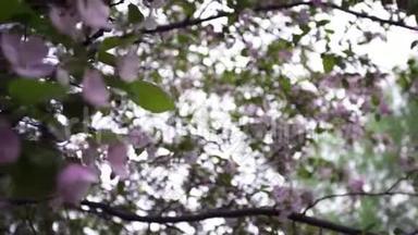自然开花的树花的特写镜头。库存录像。绿树枝头绽放着美丽的粉红色花朵
