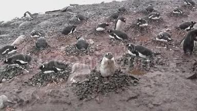 南极岛企鹅群Gentu