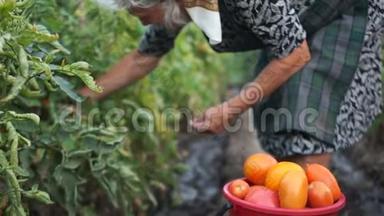 一个大桶的特写，里面有红色和橙色的大番茄。 女房东收割蔬菜. 农业、农村生活