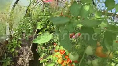 在自家花园的一个村庄温室里种满了西红柿。