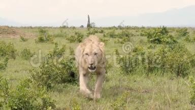 非洲狮子站在脚上，朝镜头移动