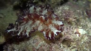 苏拉威西兰贝赫海峡珊瑚上白斑白斑白斑平菇