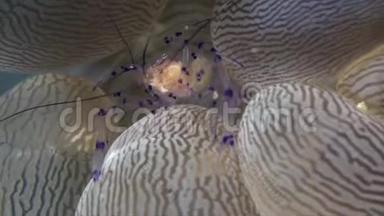 苏拉威西兰贝赫海峡<strong>气泡</strong>珊瑚内的<strong>气泡</strong>珊瑚虾