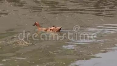 棕色的鸭子在湖里游泳。 它是一只水鸟，有一个宽阔的钝嘴，短腿。