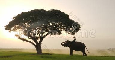 <strong>大象</strong>和狮子座的<strong>剪影</strong>在早晨是一个自然的风景。