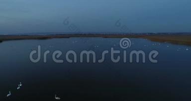 白天鹅在黑暗的夜晚在池塘里游泳。 秋天美丽的空中镜头。