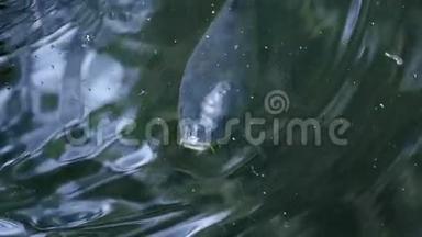 鲤鱼在水中1080p.